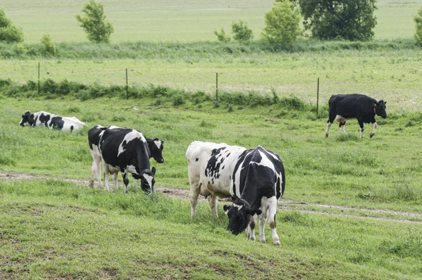 You are currently viewing Best Grass for Dairy Cows: A Complete Guide to Better Milk Production Naturally